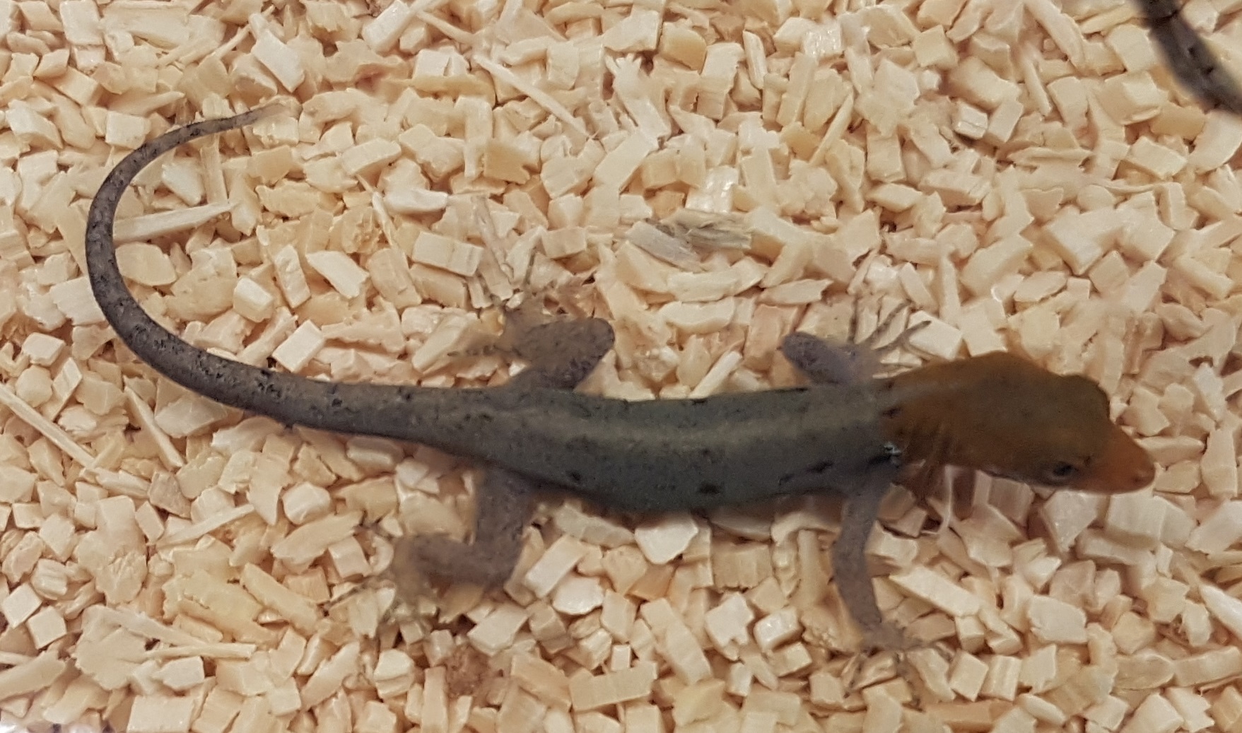 Gonatodes albogularis