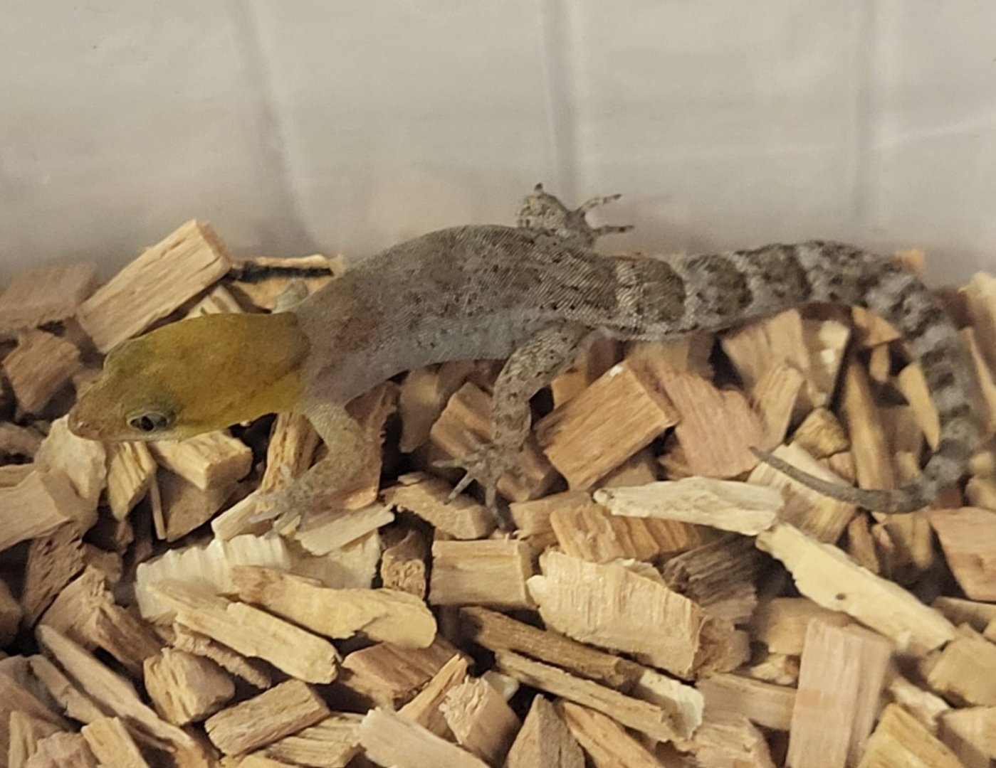 Gonatodes antillensis