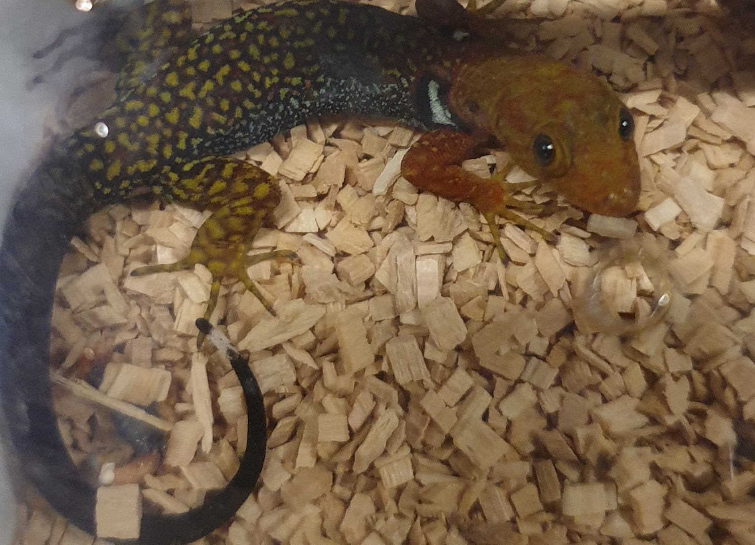 Gonatodes concinnatus