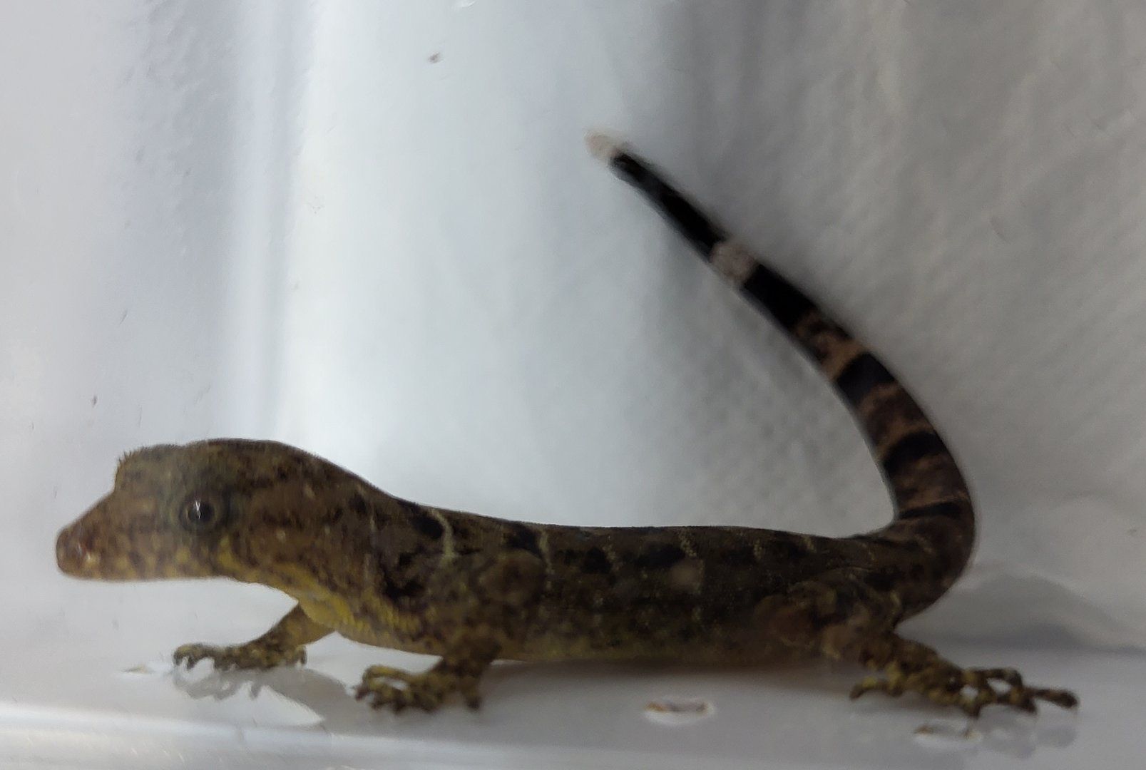 Gonatodes concinnatus