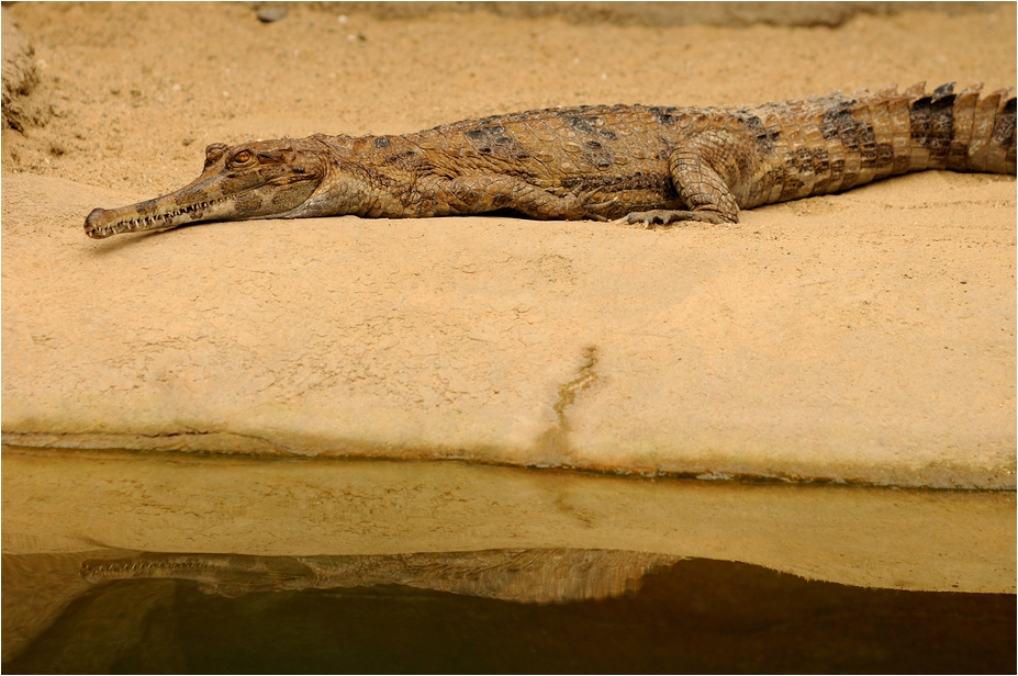 Gondwana - False gharial