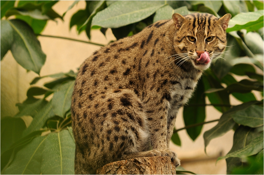 Gondwana - Fishing-Cat