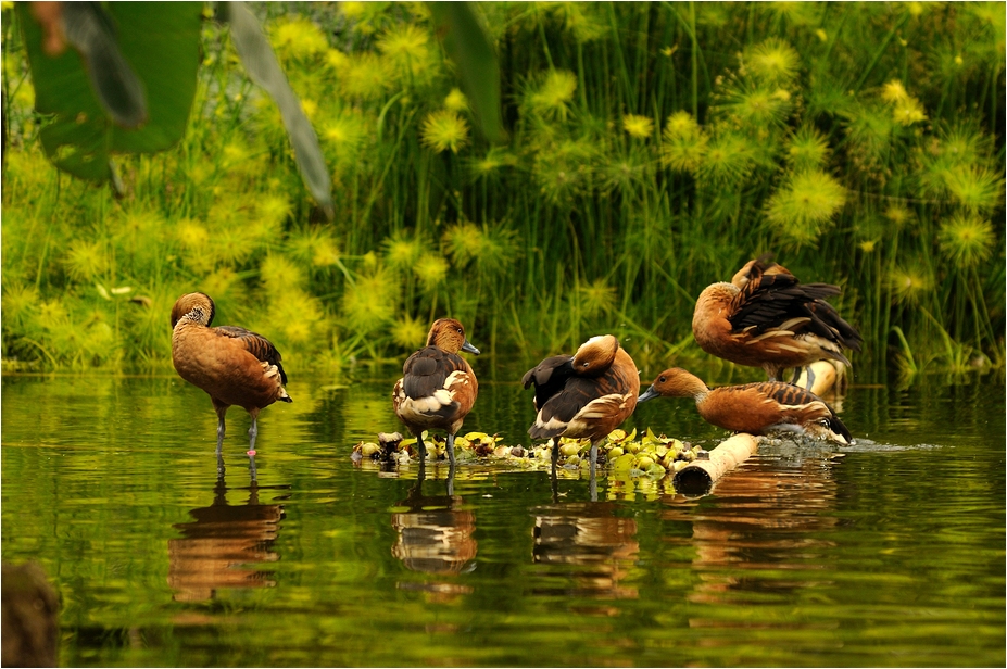 Gondwana - Fulvous whistling ducks