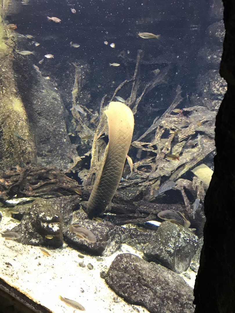 Gondwanaland - Aquarium exhibit 280118
