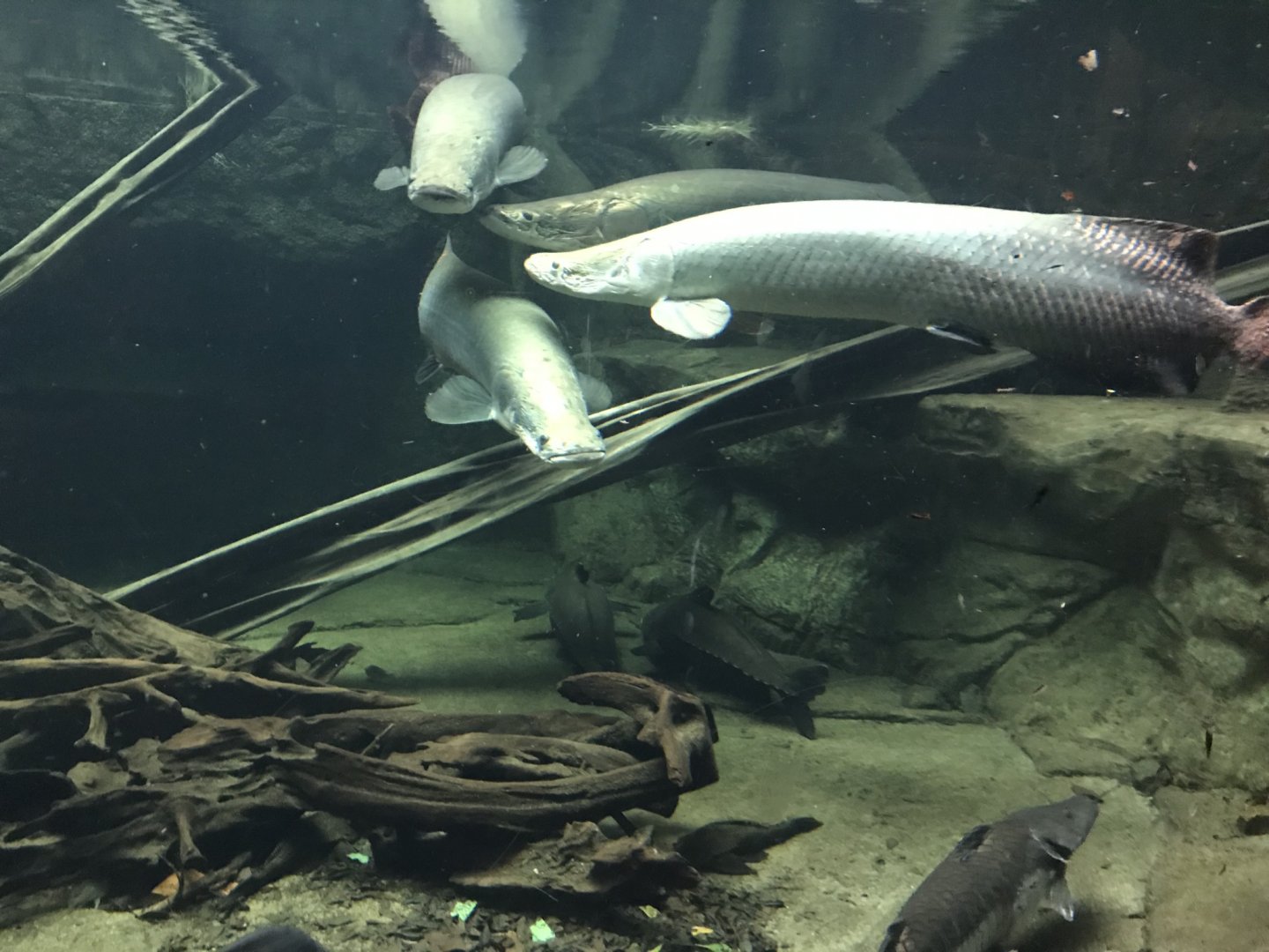 Gondwanaland - Arapaimas 280118