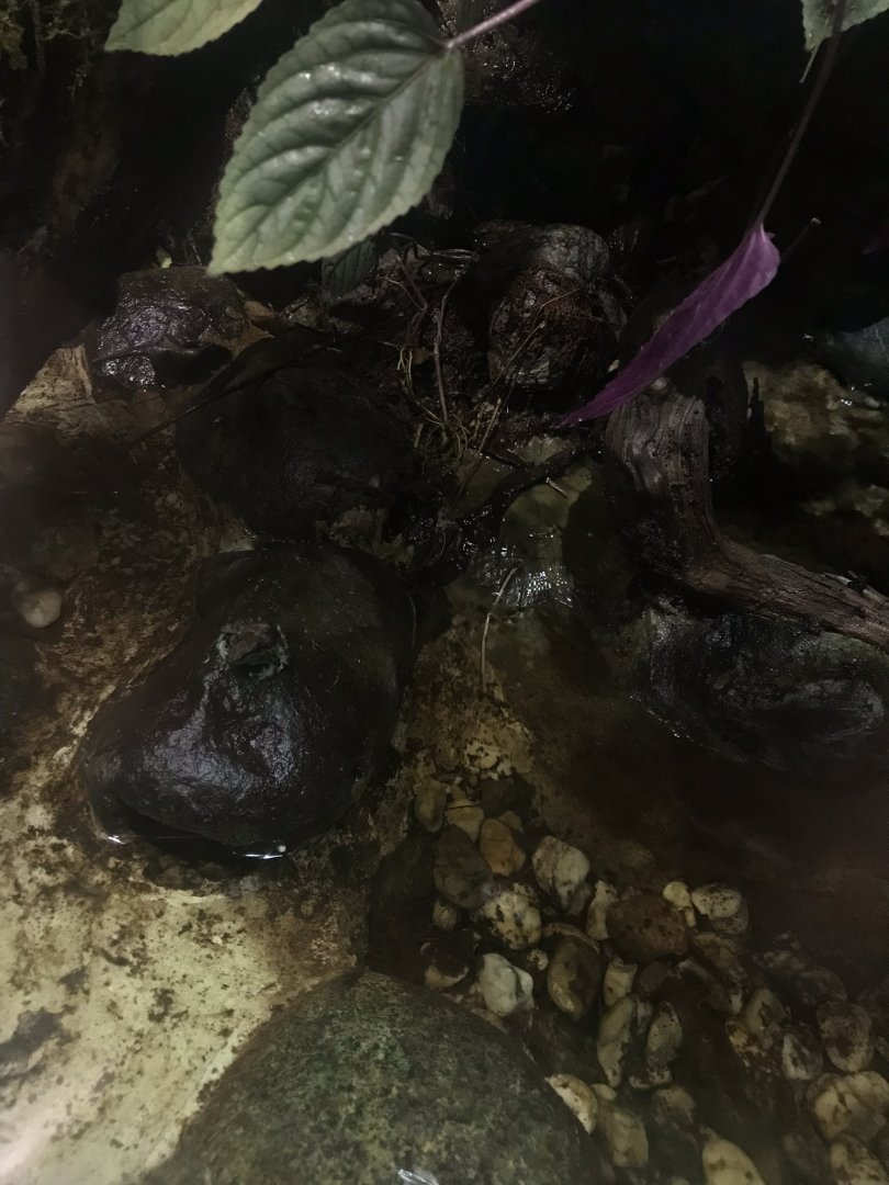 Gondwanaland - Black dotted rock frog exhibit 280118