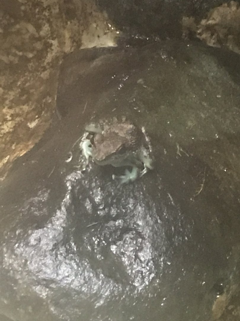 Gondwanaland - Black dotted rock frog (Staurois guttatus) 280118