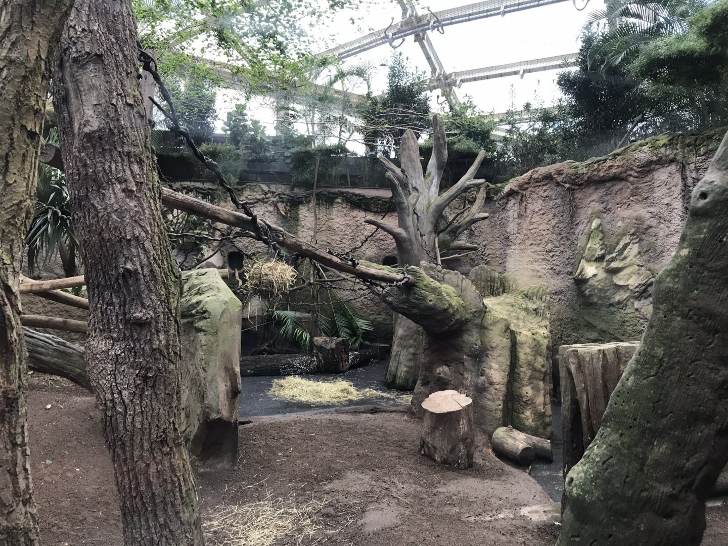 Gondwanaland - Diana monkey exhibit 280118