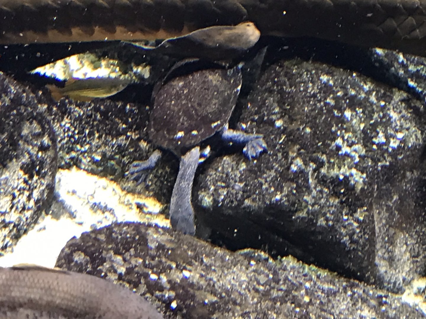 Gondwanaland - Eastern long-necked turtle 280118