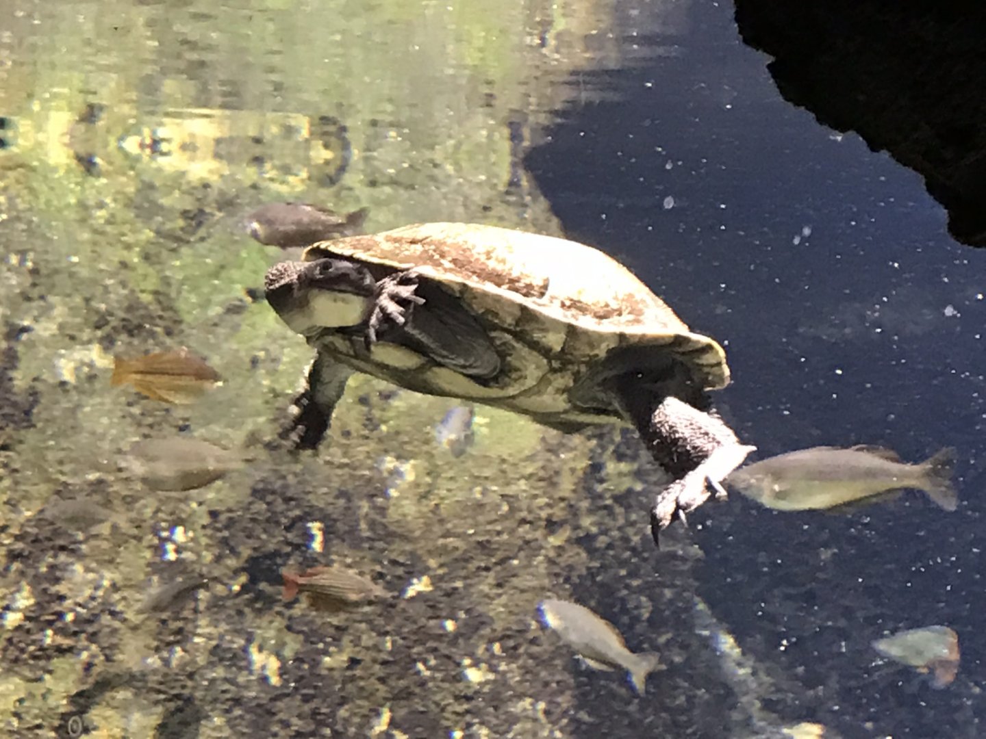Gondwanaland - Eastern long-necked turtle 280118