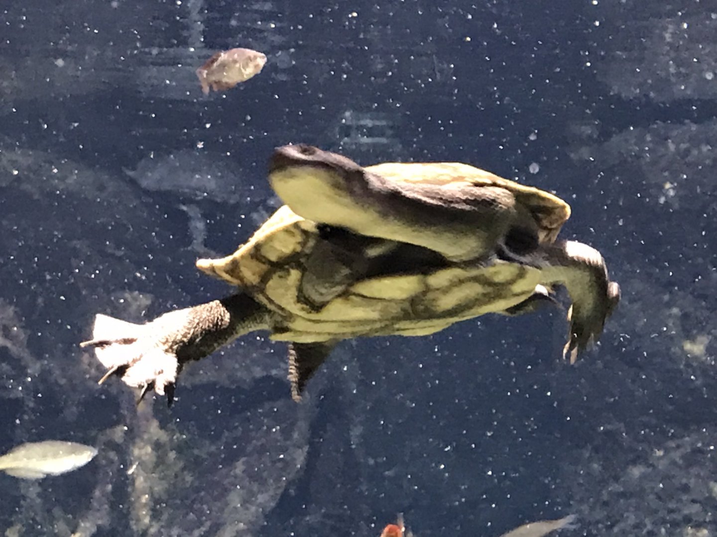 Gondwanaland - Eastern long-necked turtle 280118