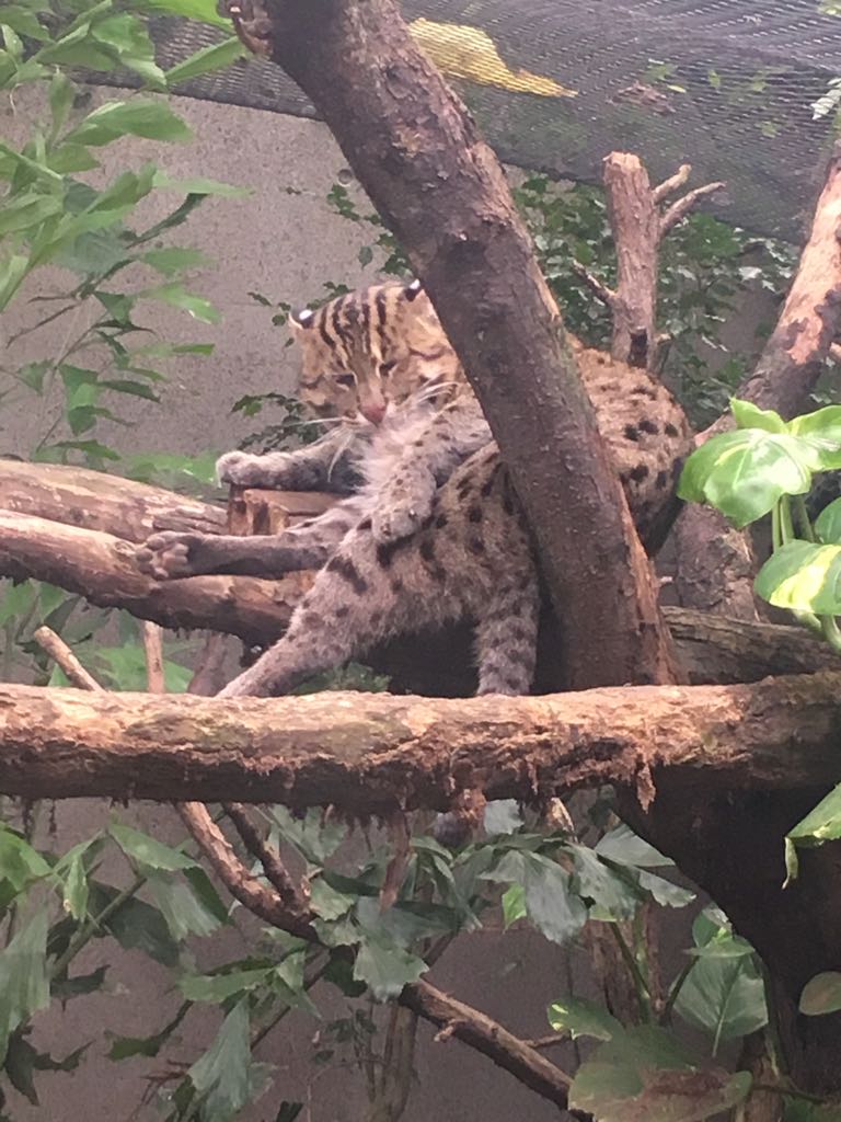 Gondwanaland - Fishing cat 280118