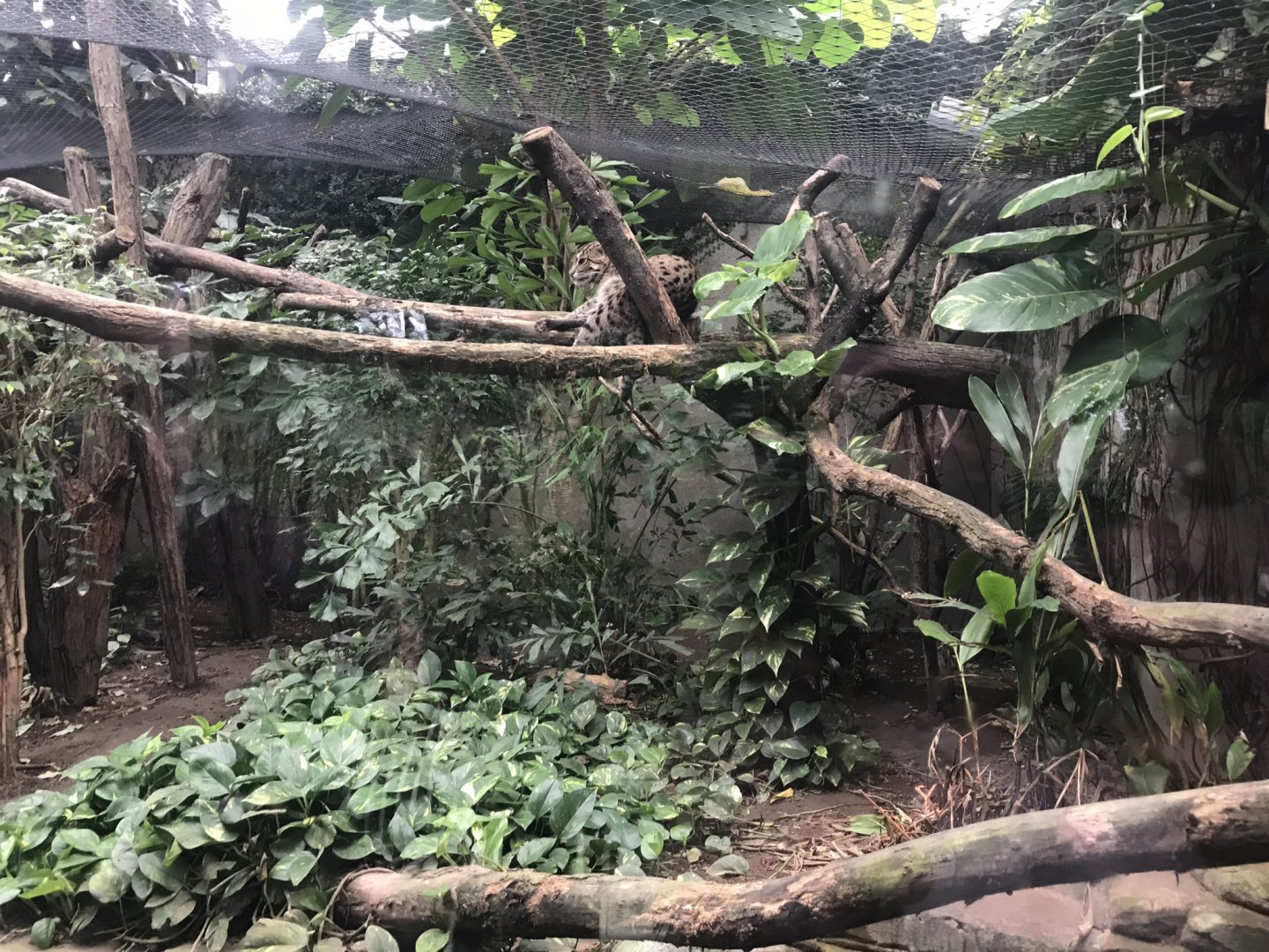 Gondwanaland - Fishing cat exhibit 280118