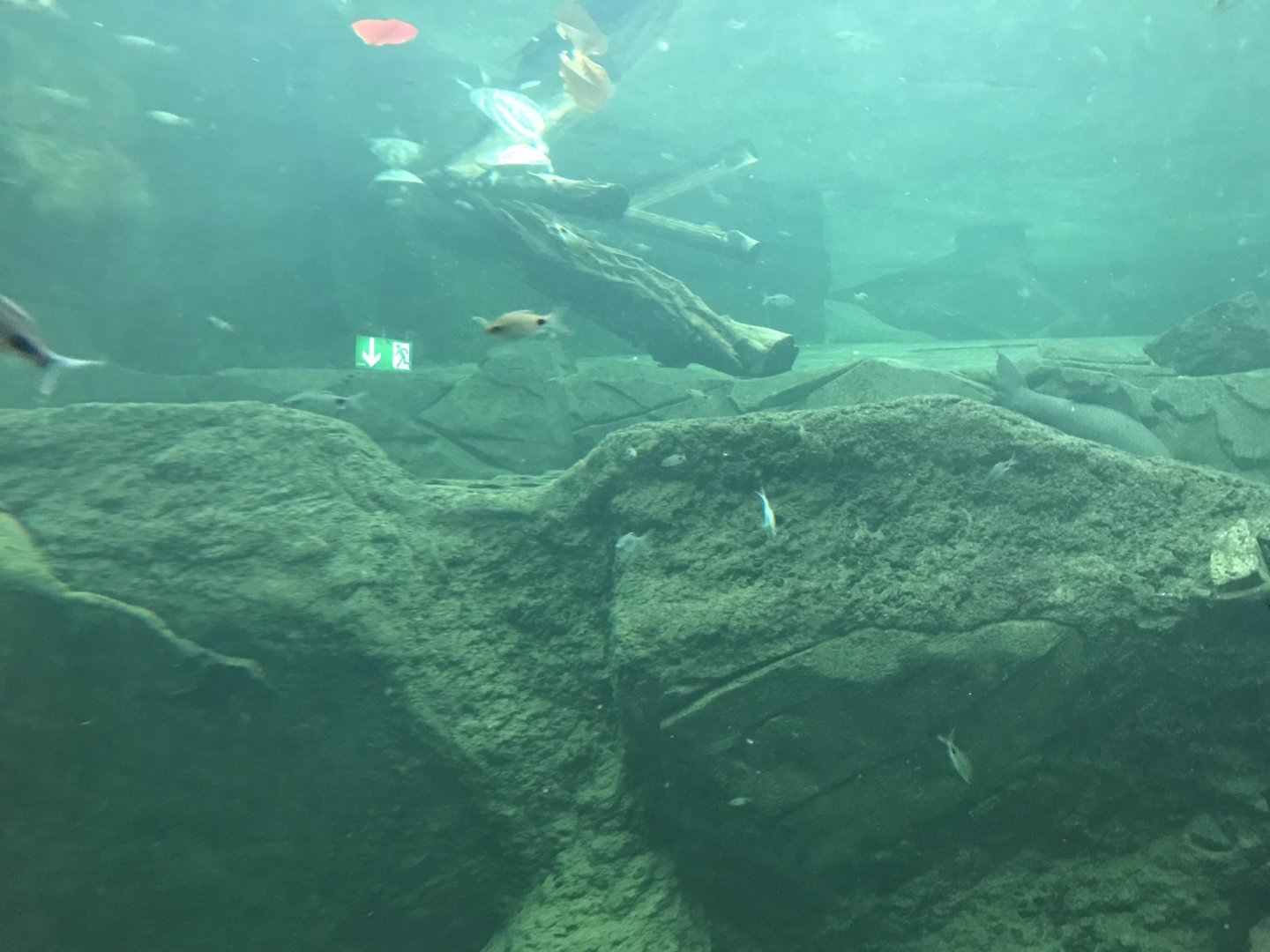 Gondwanaland - Gharial and turtle exhibit 280118