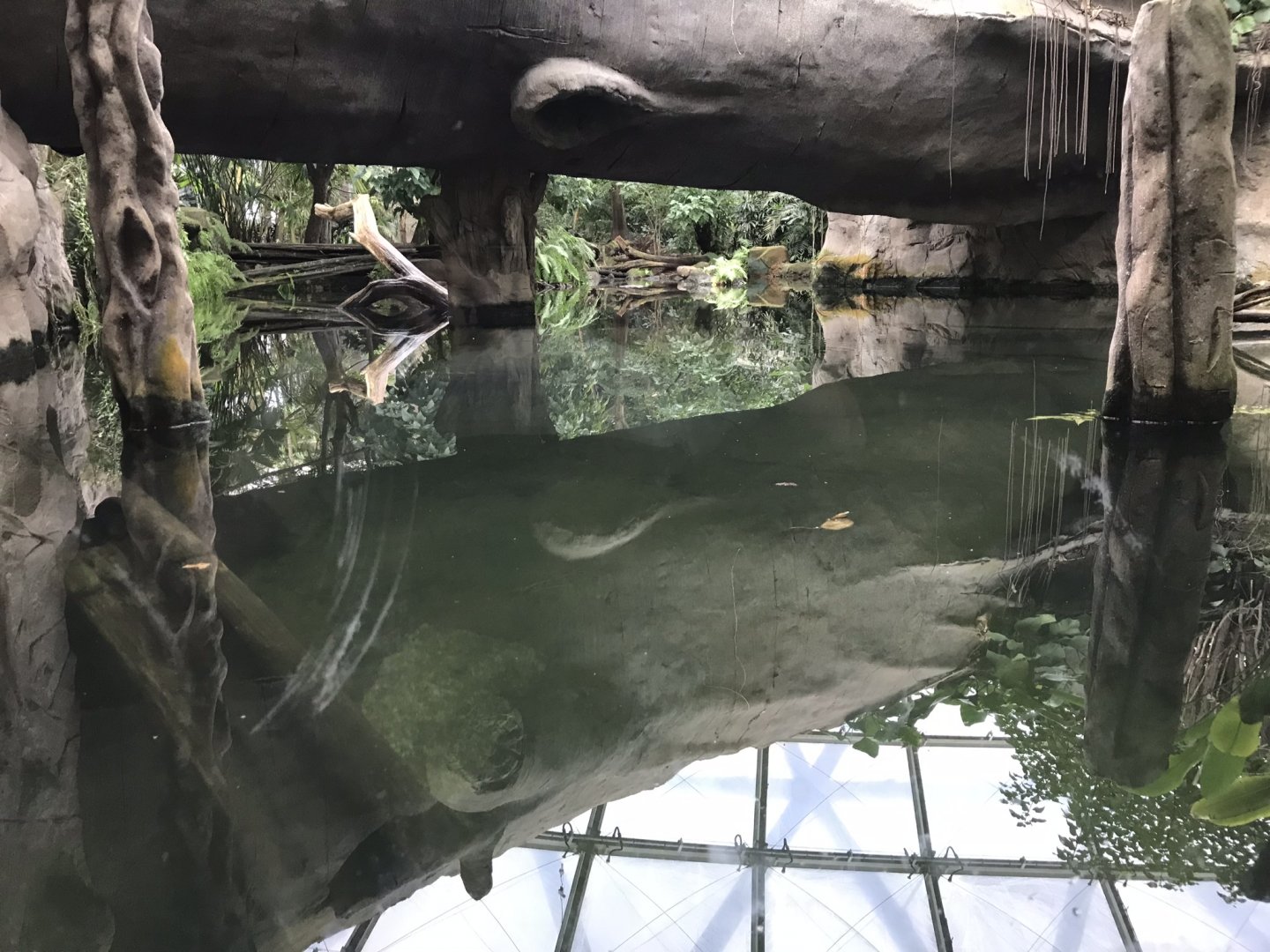 Gondwanaland - Giant otter exhibit 280118