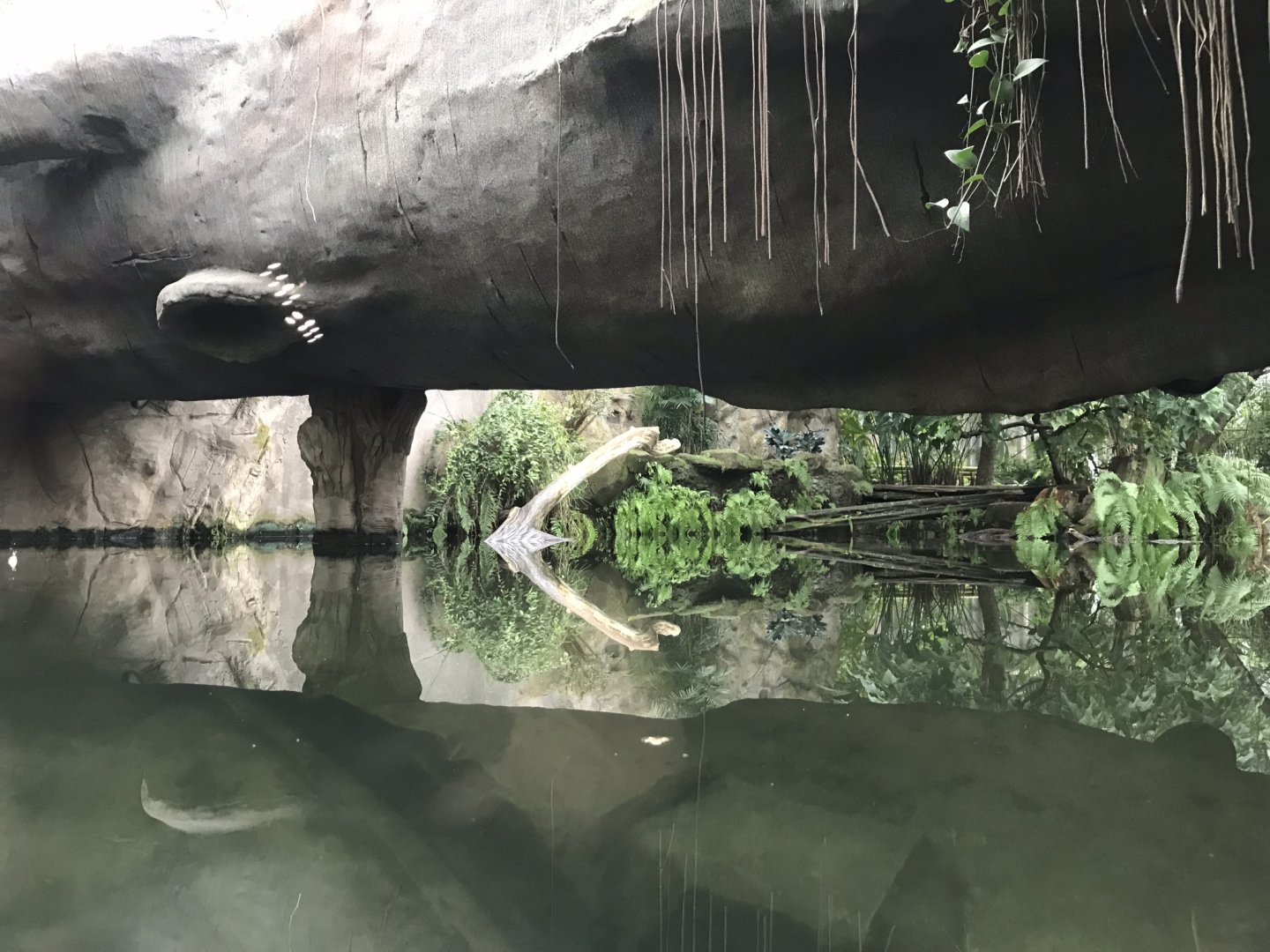 Gondwanaland - Giant otter exhibit 280118