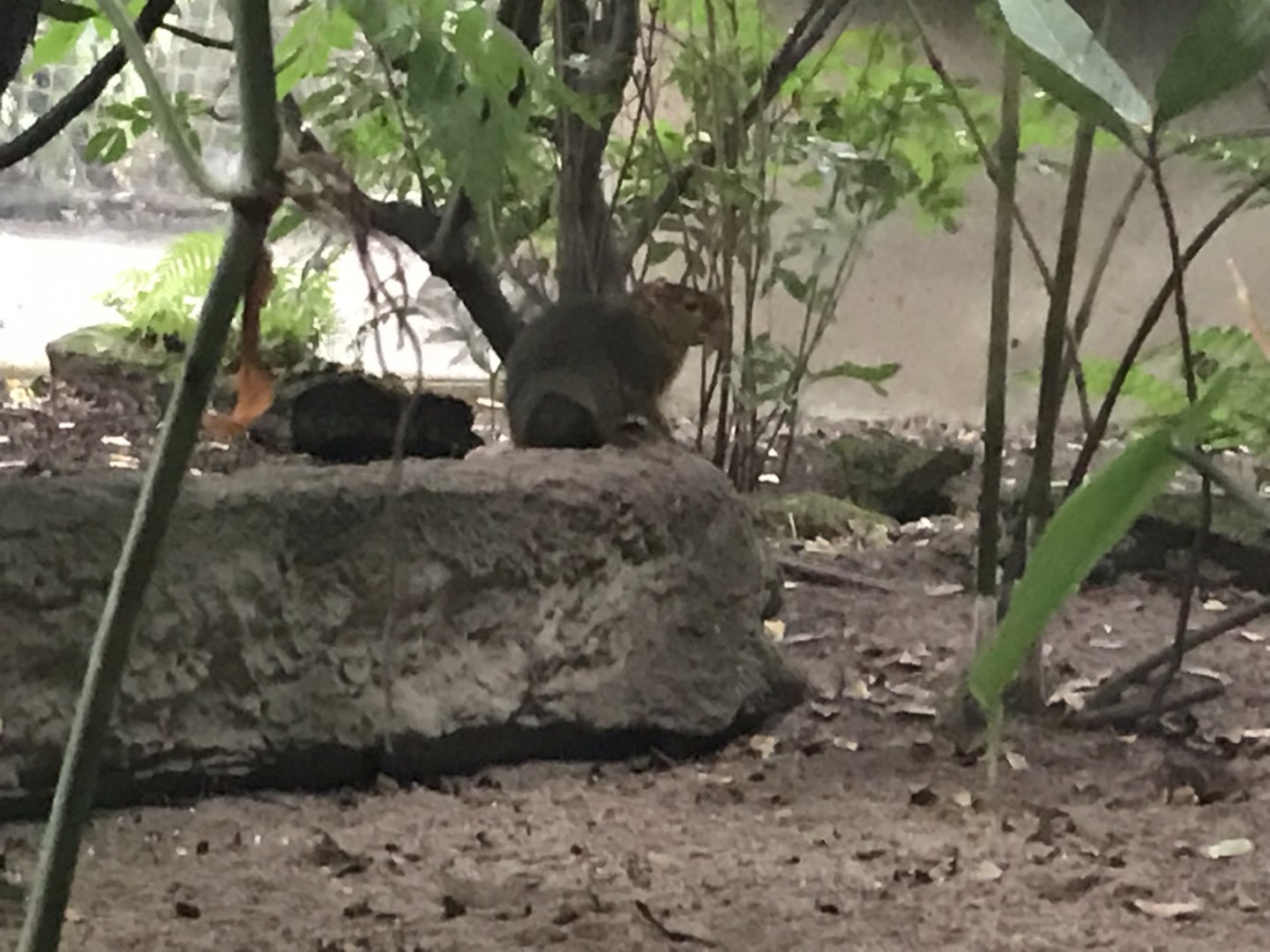 Gondwanaland - Green acouchi 280118