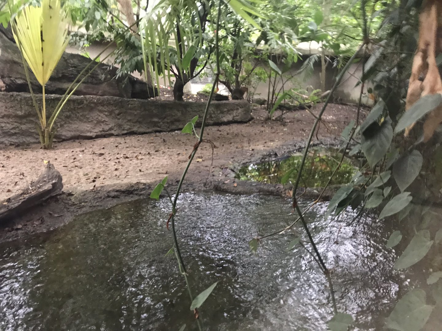 Gondwanaland - Green acouchi and unidentified turtle sp. exhibit 280118