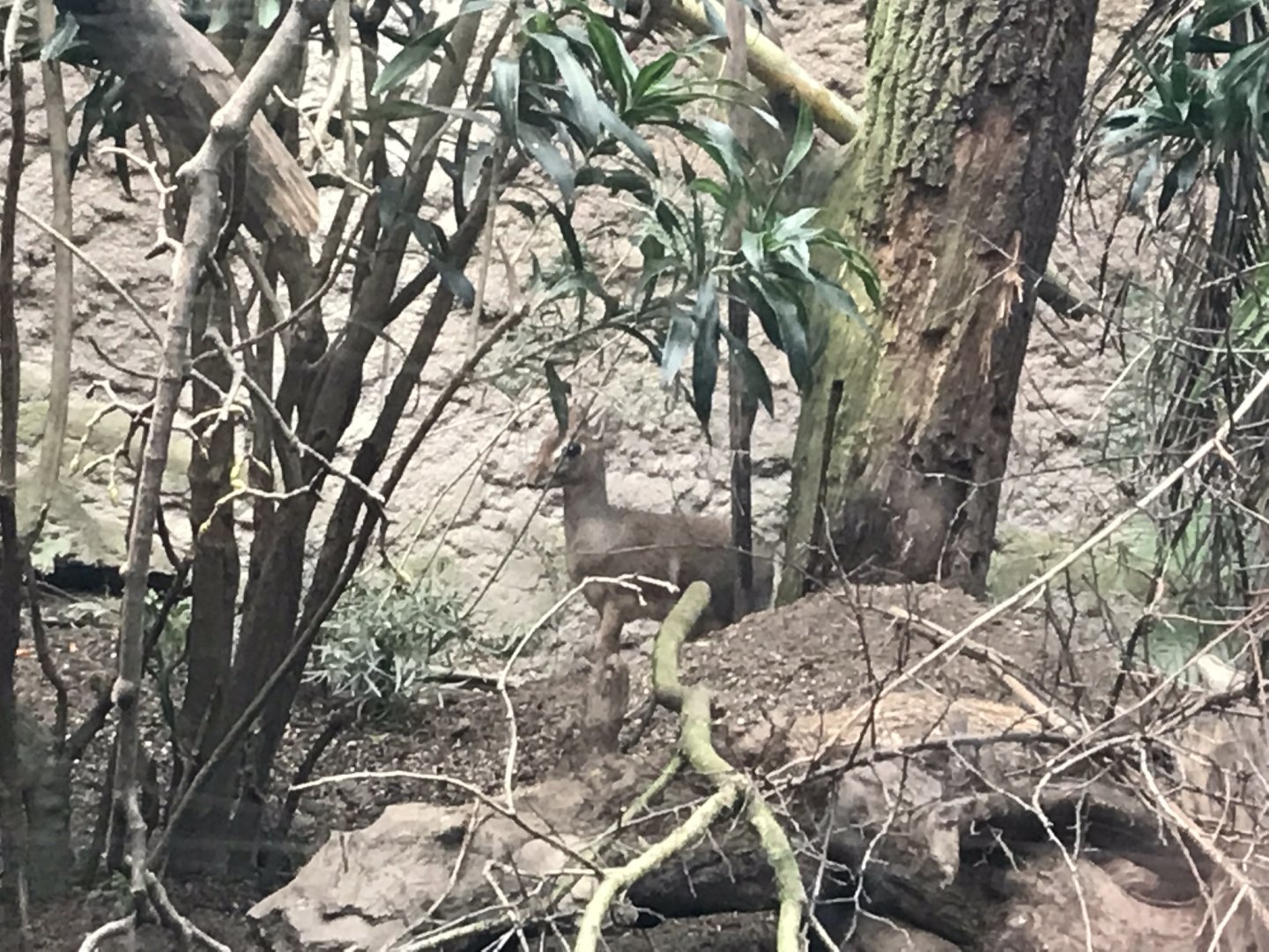 Gondwanaland - Kirk’s dik-dik 280118