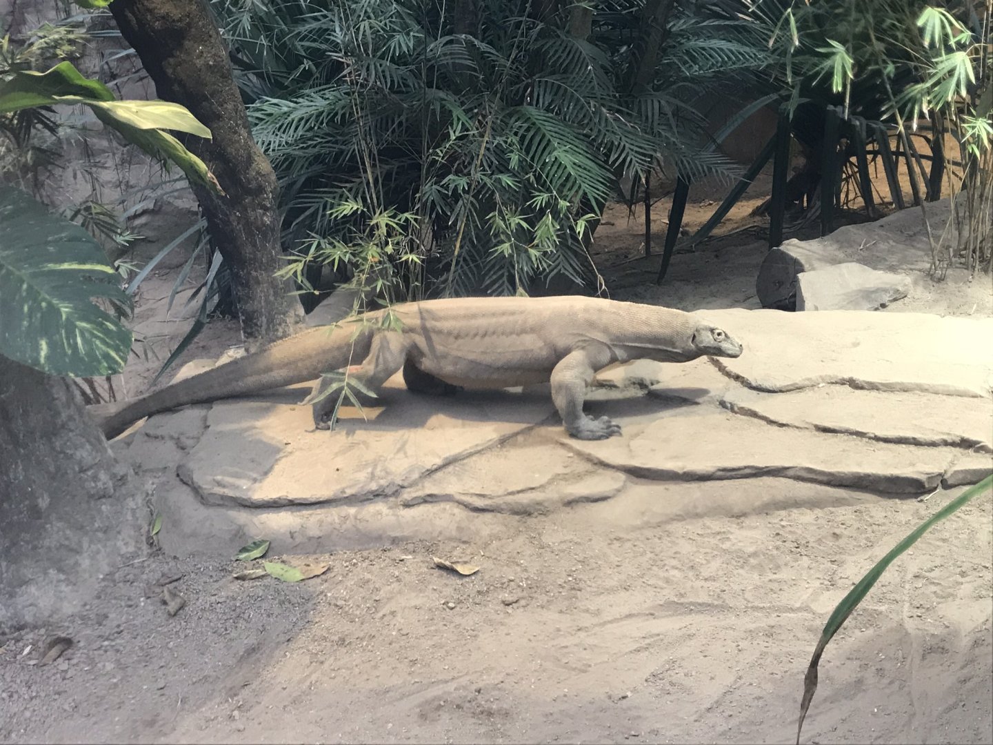 Gondwanaland - Komodo dragon 280118