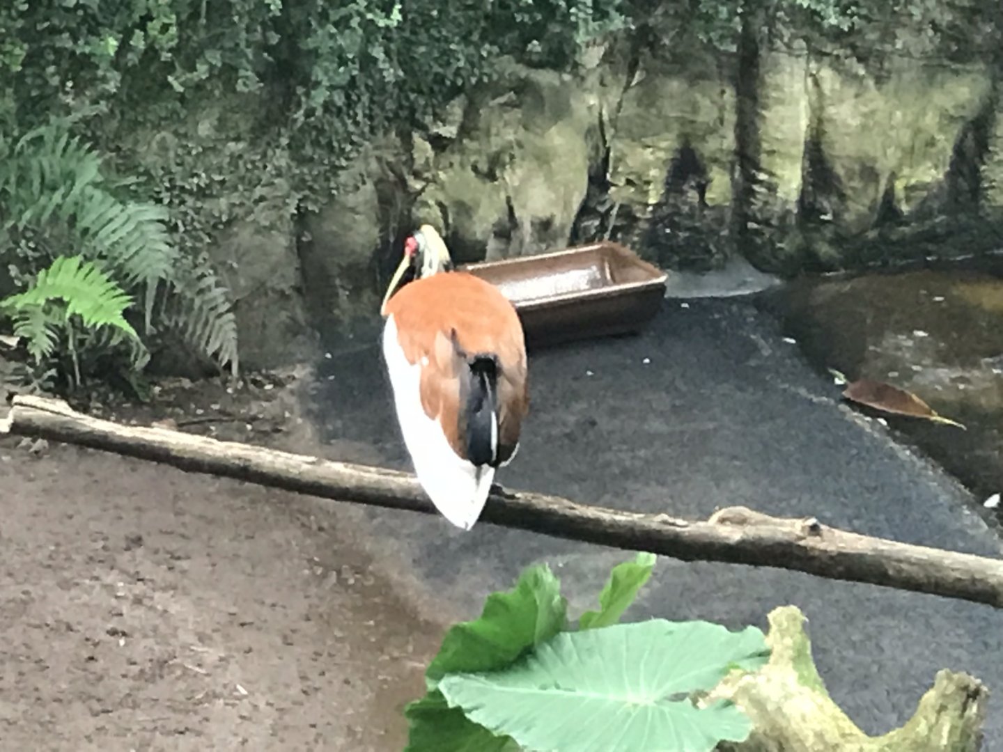 Gondwanaland - Madagascar crested ibis 280118