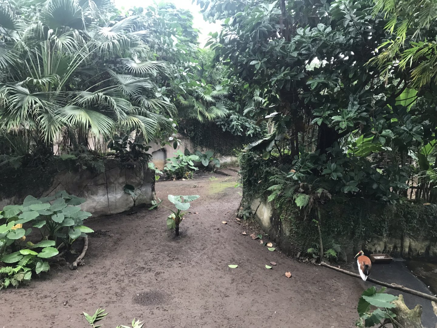 Gondwanaland - Malayan tapir exhibit 280118