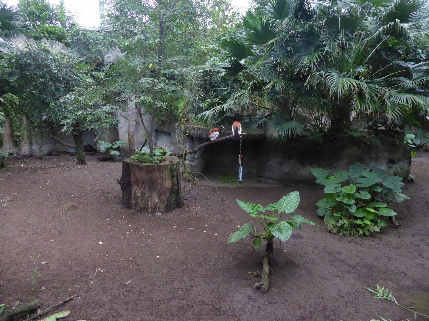 Gondwanaland - Malayan tapir exhibit plus Madagascar crested ibises 280118