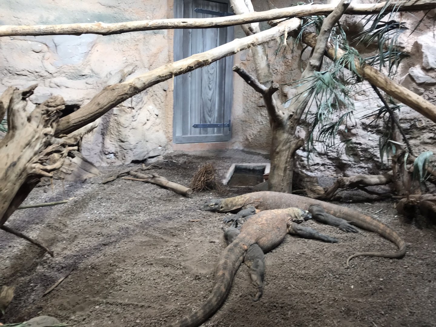 Gondwanaland - Monitor lizard sp. 280118