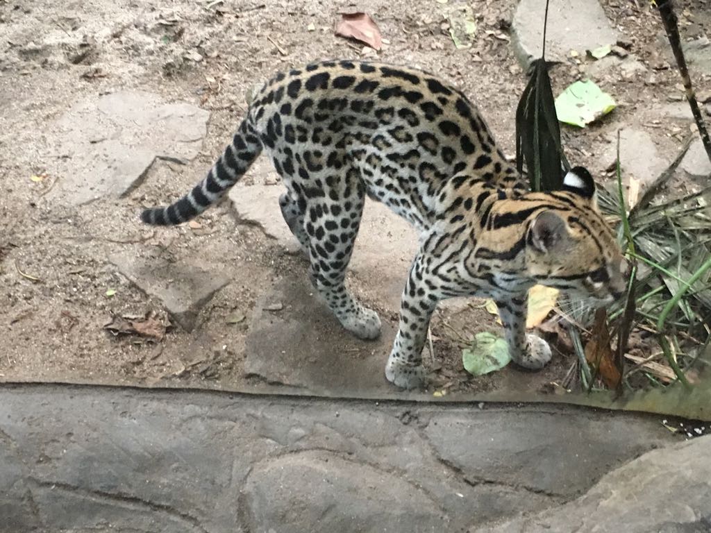 Gondwanaland - Ocelot 280118