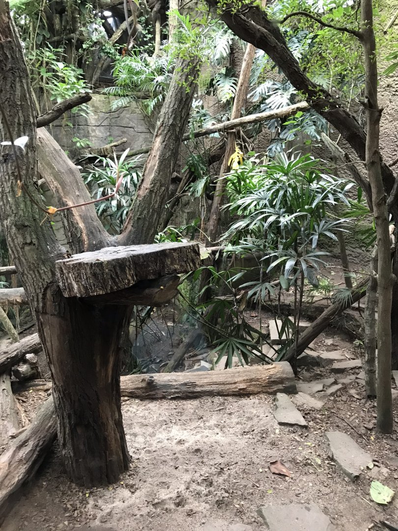 Gondwanaland - Ocelot exhibit 280118