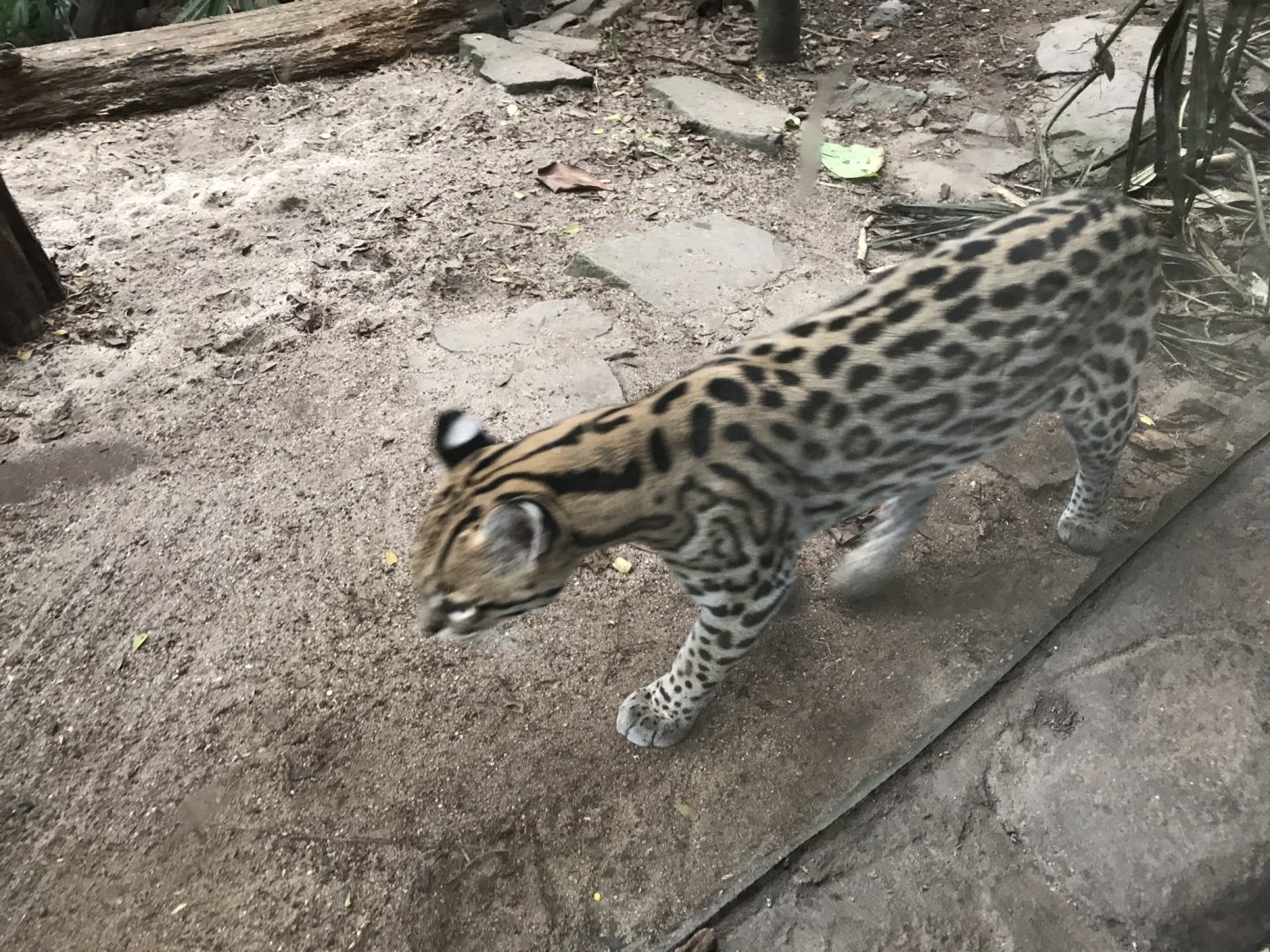 Gondwanaland - Ocelot exhibit 280118