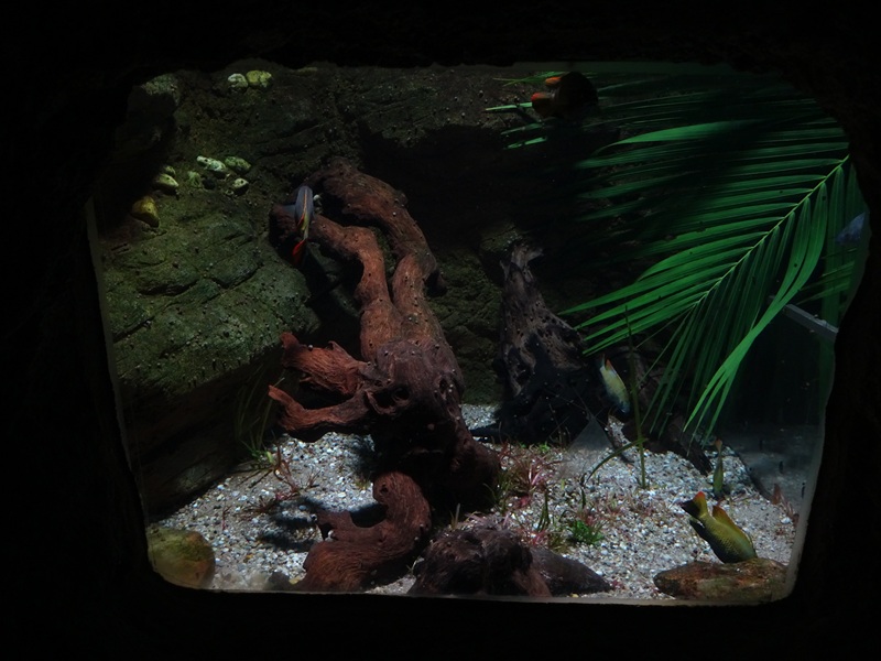 Gondwanaland: Otjikoto cichlid tank