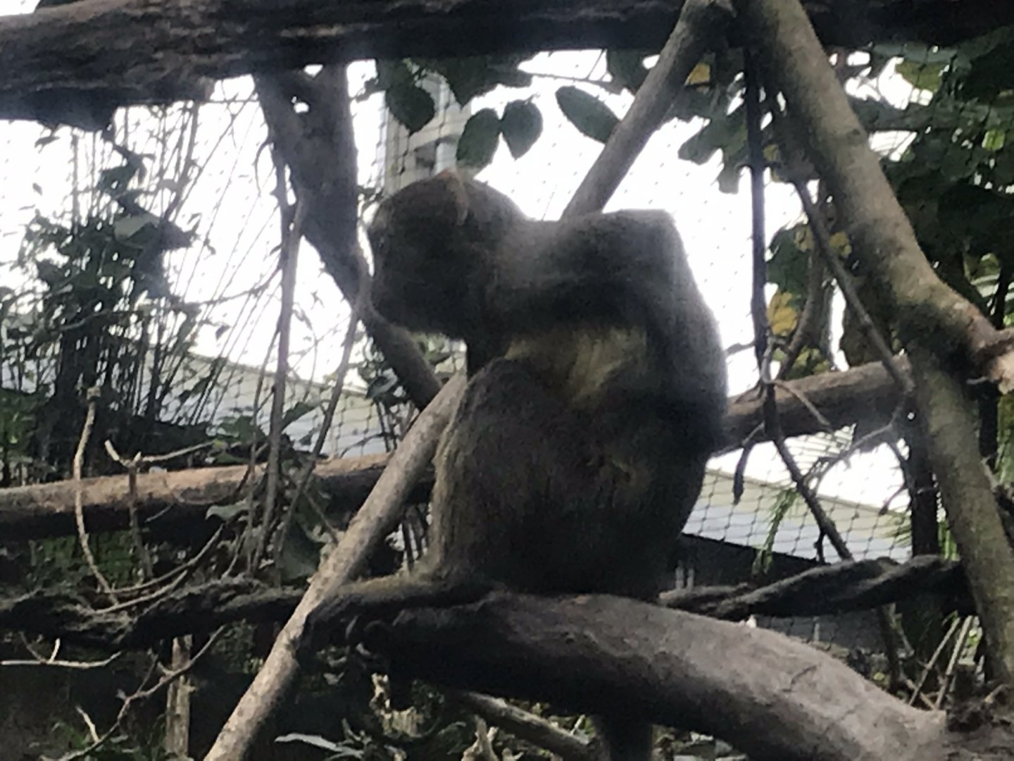 Gondwanaland - Owl-faced monkey 280118