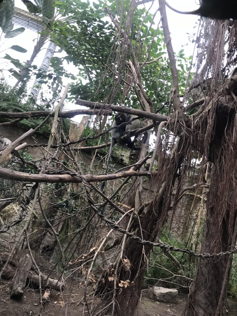 Gondwanaland - Owl-faced monkey and Kirk’s dik-dik exhibit 280118