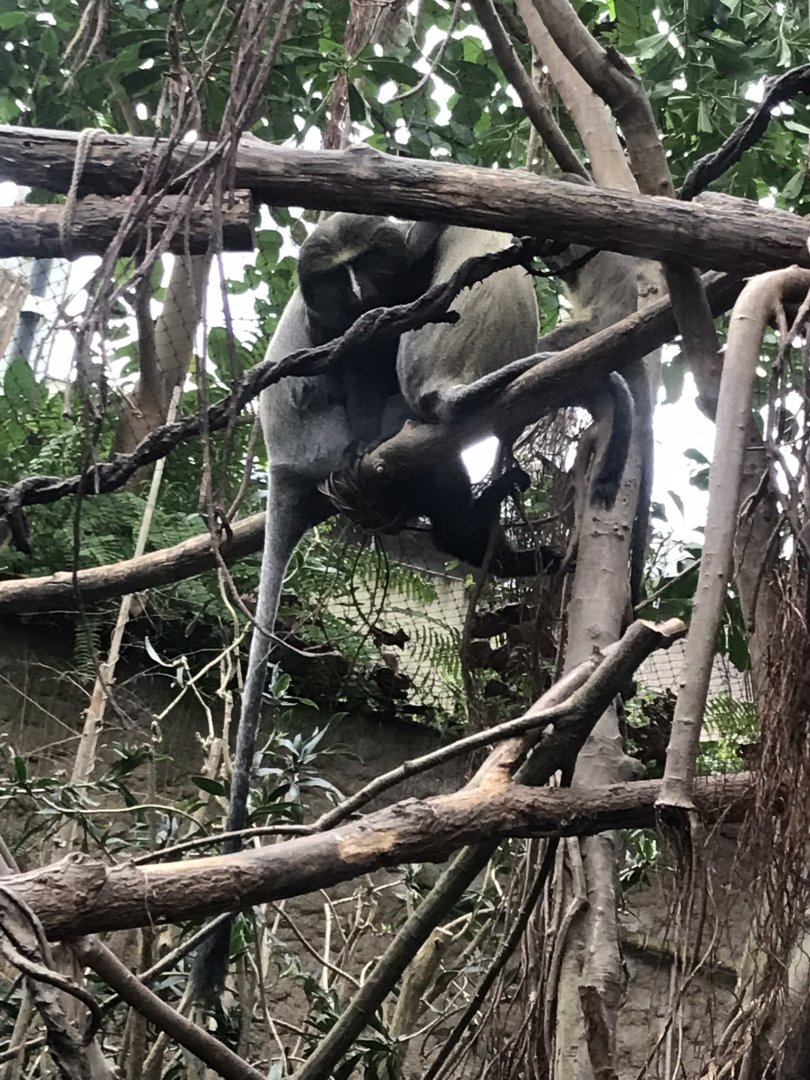 Gondwanaland - Owl-faced monkeys 280118