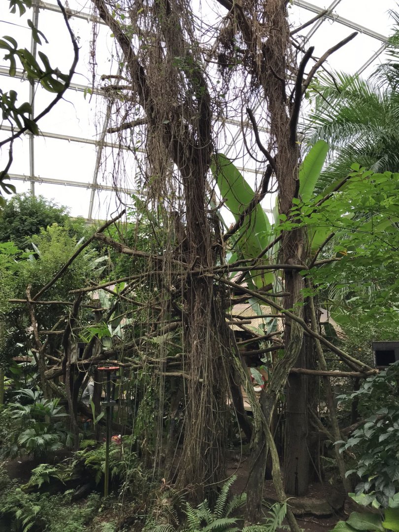 Gondwanaland - Sloth exhibit 280118