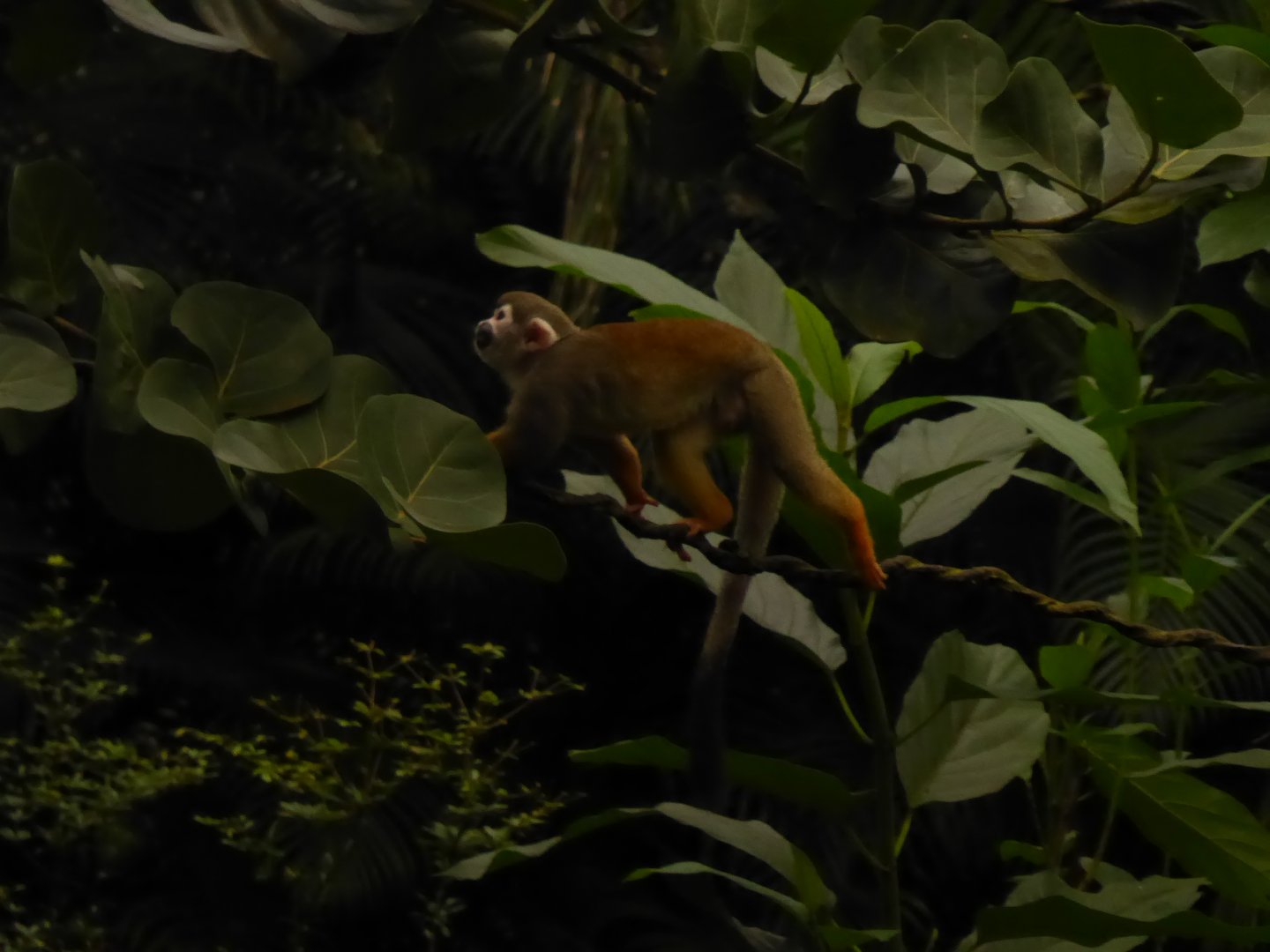 Gondwanaland - Squirrel monkey 280118