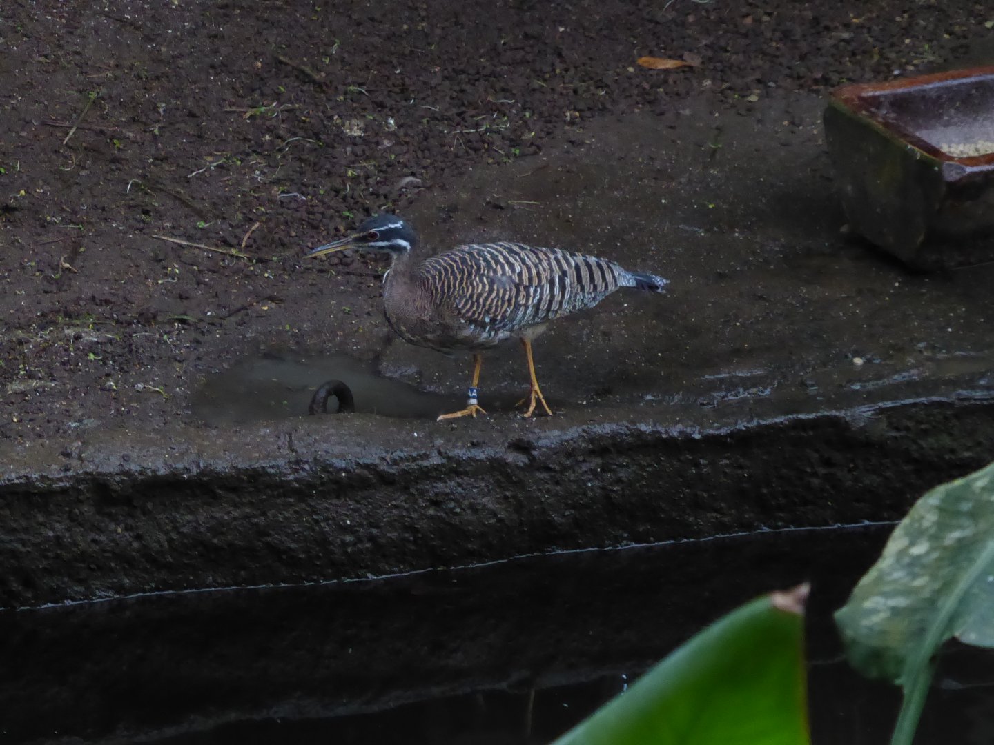 Gondwanaland - Sunbittern 280118