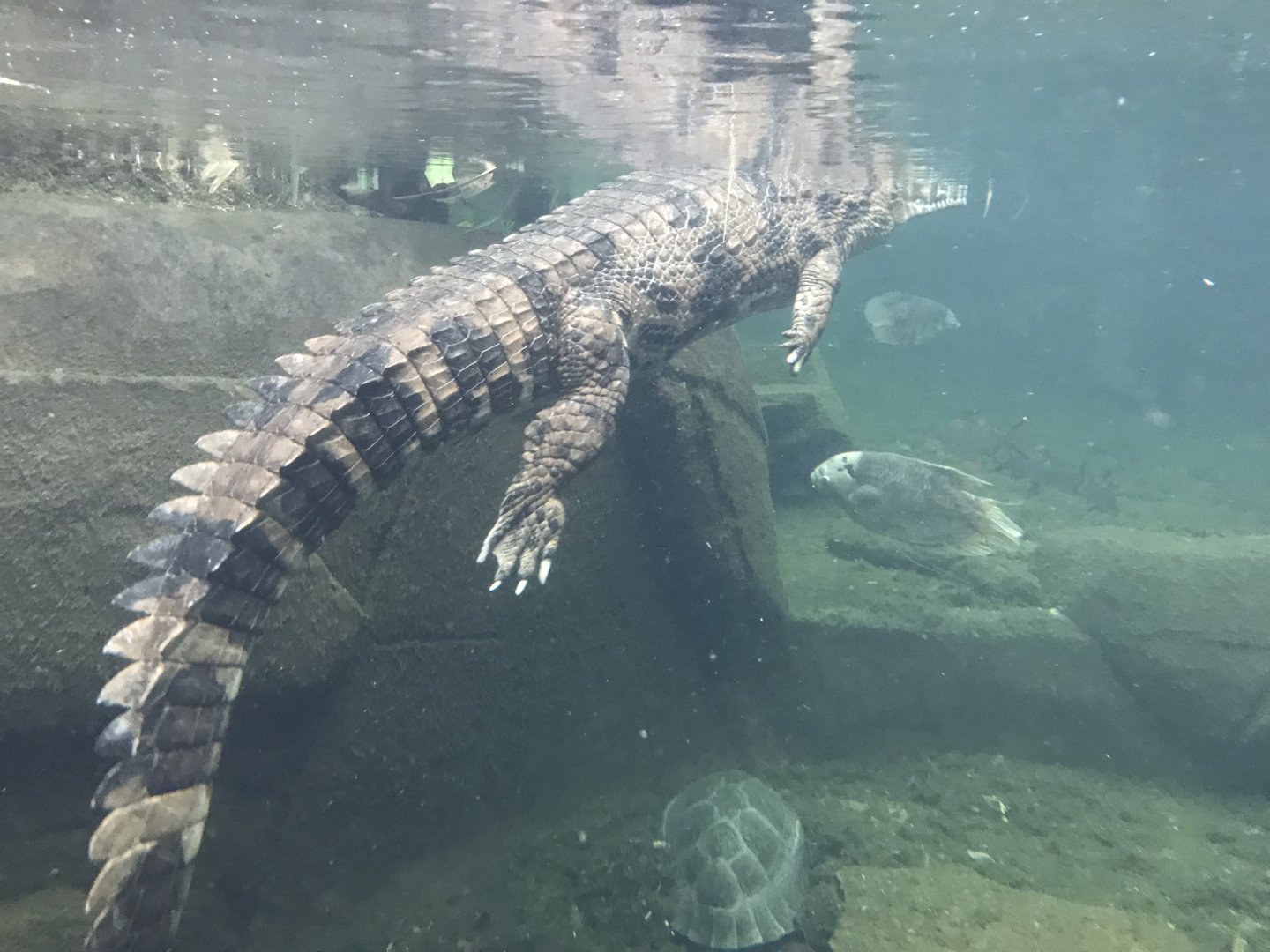 Gondwanaland - Sunda gharial 280118