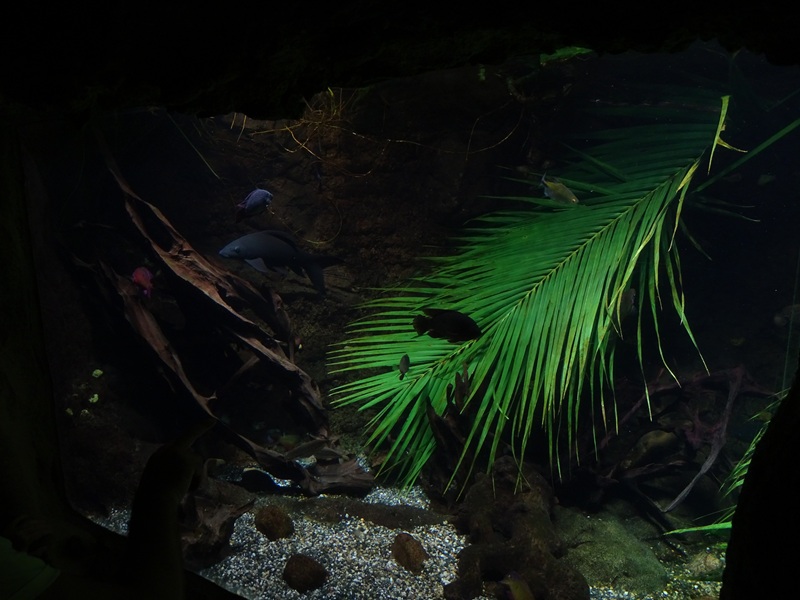 Gondwanaland: Tank for African lungfish etc (species list in comments)