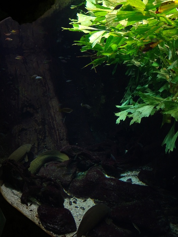 Gondwanaland: Tank for Australian lungfish and others (species list in comments)