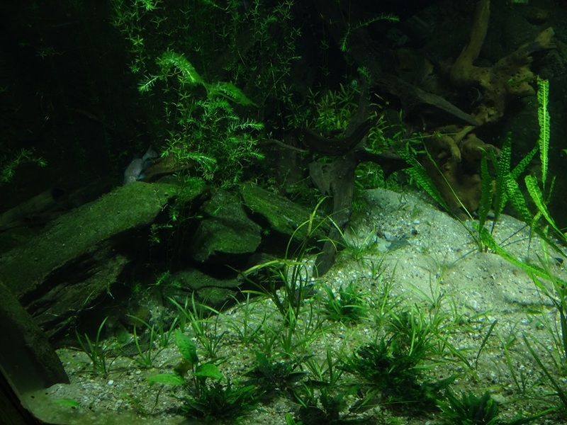 Gondwanaland: Tank for ornate bichir, reed fish and Manyara tilapia