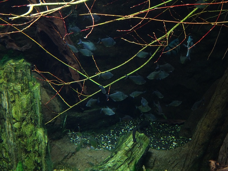 Gondwanaland: Tank for South-American lungfish etc (species list in comments)