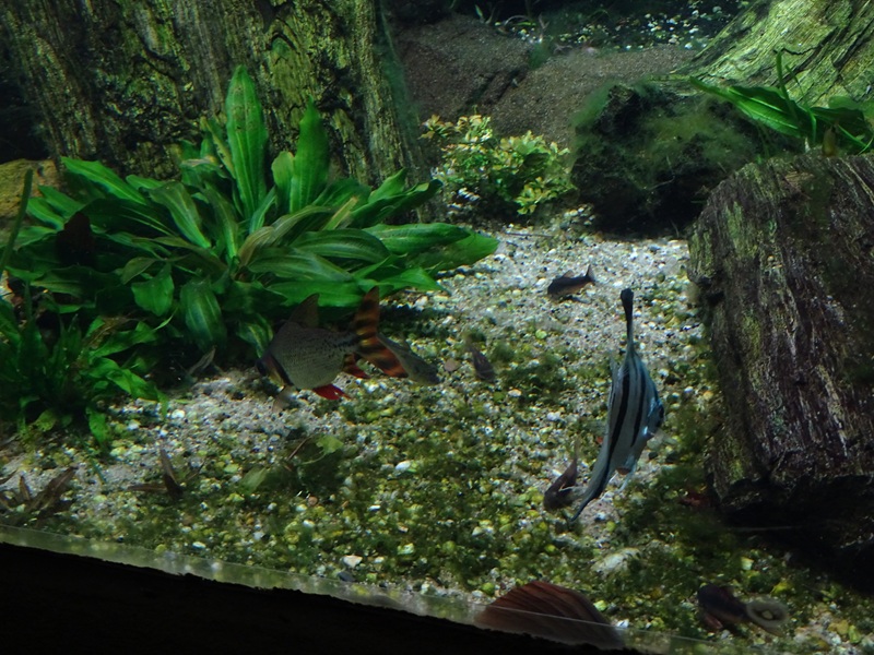 Gondwanaland: Tank for South-American lungfish etc (species list in comments)