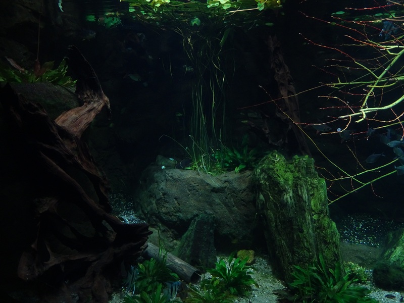 Gondwanaland: Tank for South-American lungfish etc (species list in comments)