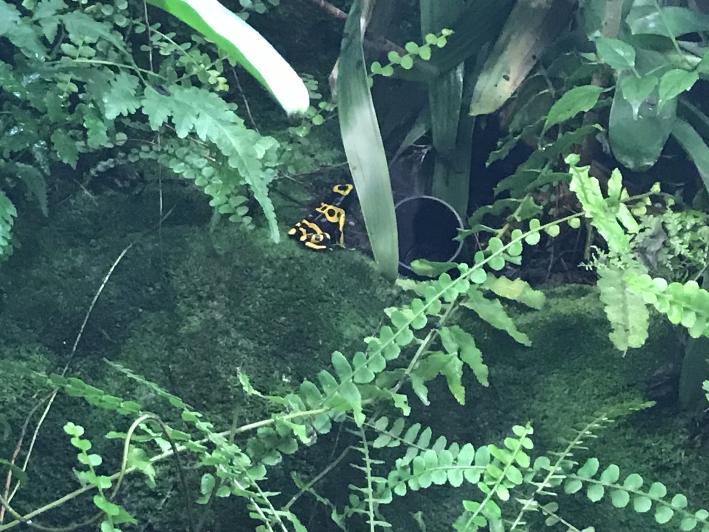 Gondwanaland - Yellow-banded poison dart frog 280118