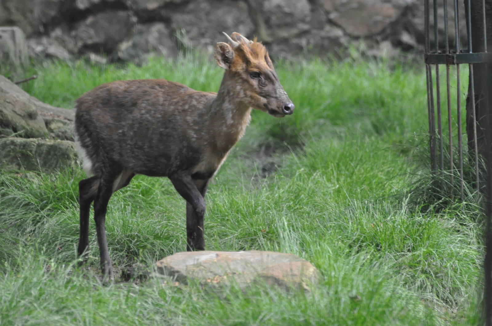 Gongshan muntjac/ Muntiacus gongshanensis