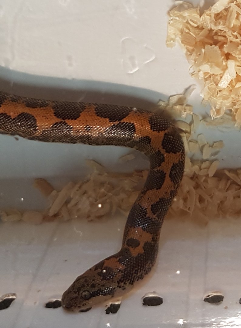 Gongylophis colubrinus loveridgei