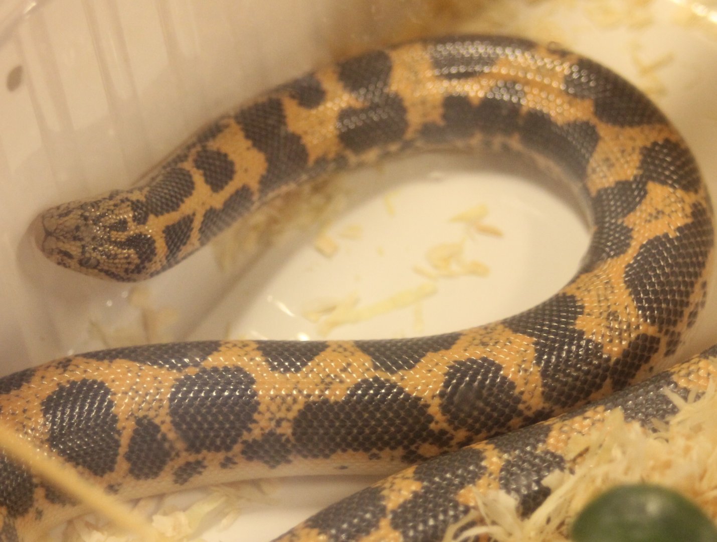 Gongylophis colubrinus