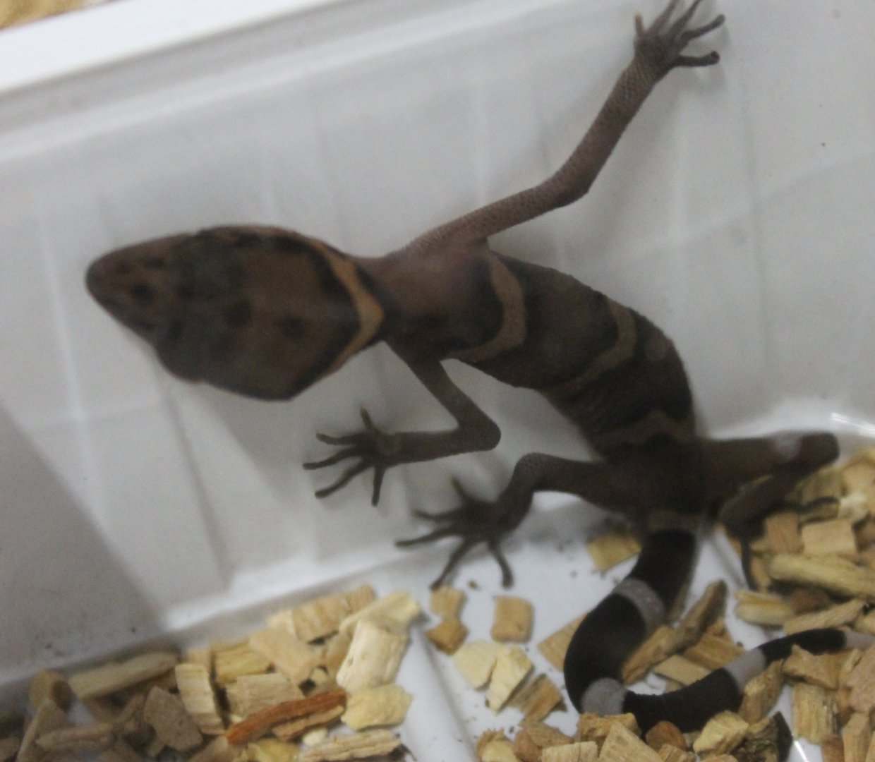 Goniurosaurus araneus